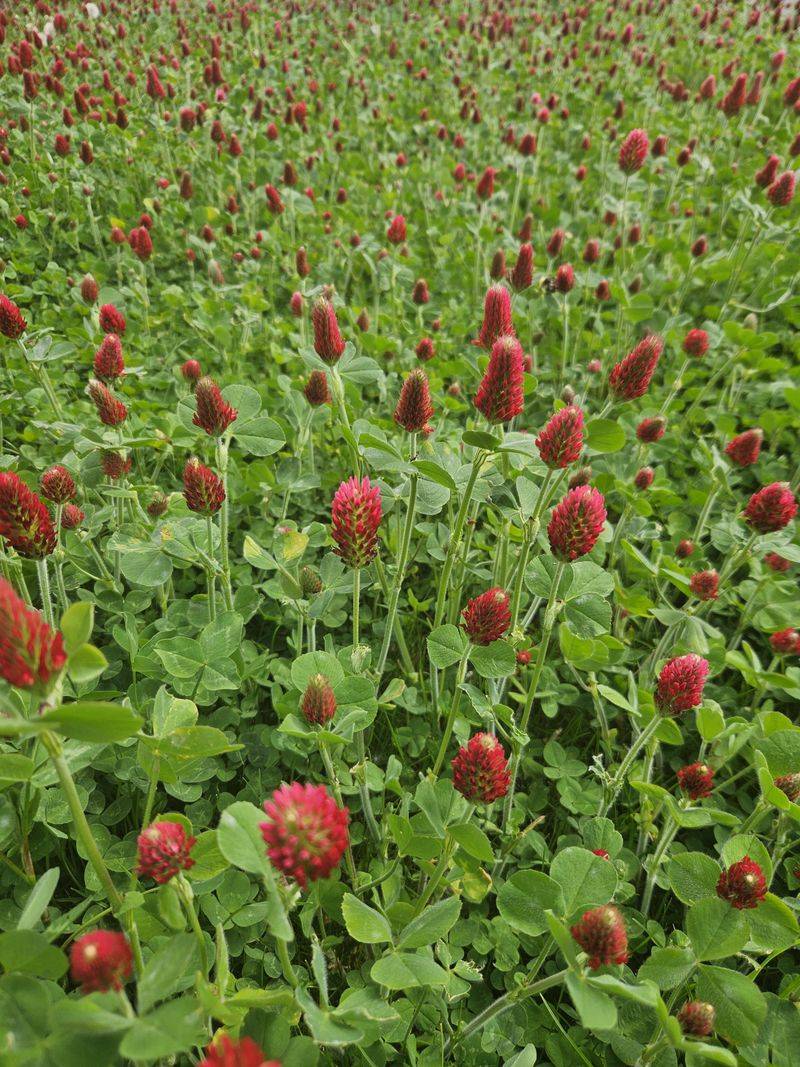 Choose The Goal Before Choosing The Cover Crop Choose The Goal Before Choosing The Cover Crop