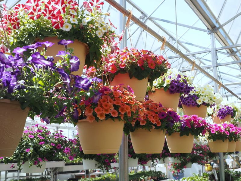 Choose The Right Basket Size For Your Calibrachoa