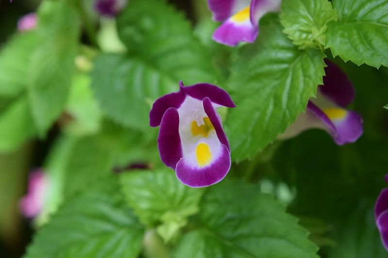 Choose Torenia Fournieri For Reliable Color In Part Shade
