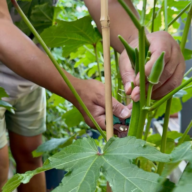 Choose Vegetables That Handle Summer Heat And Humidity