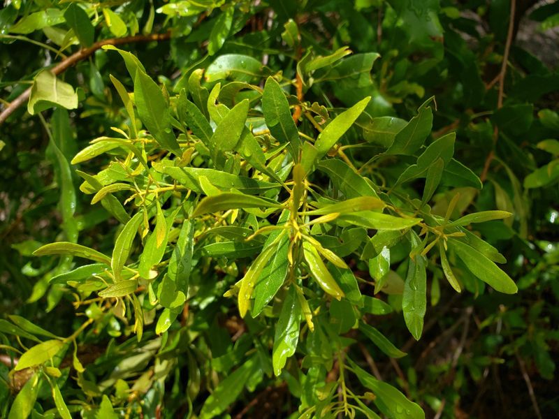 Choose Wax Myrtle For Clusters Of Bird-Friendly Fruit