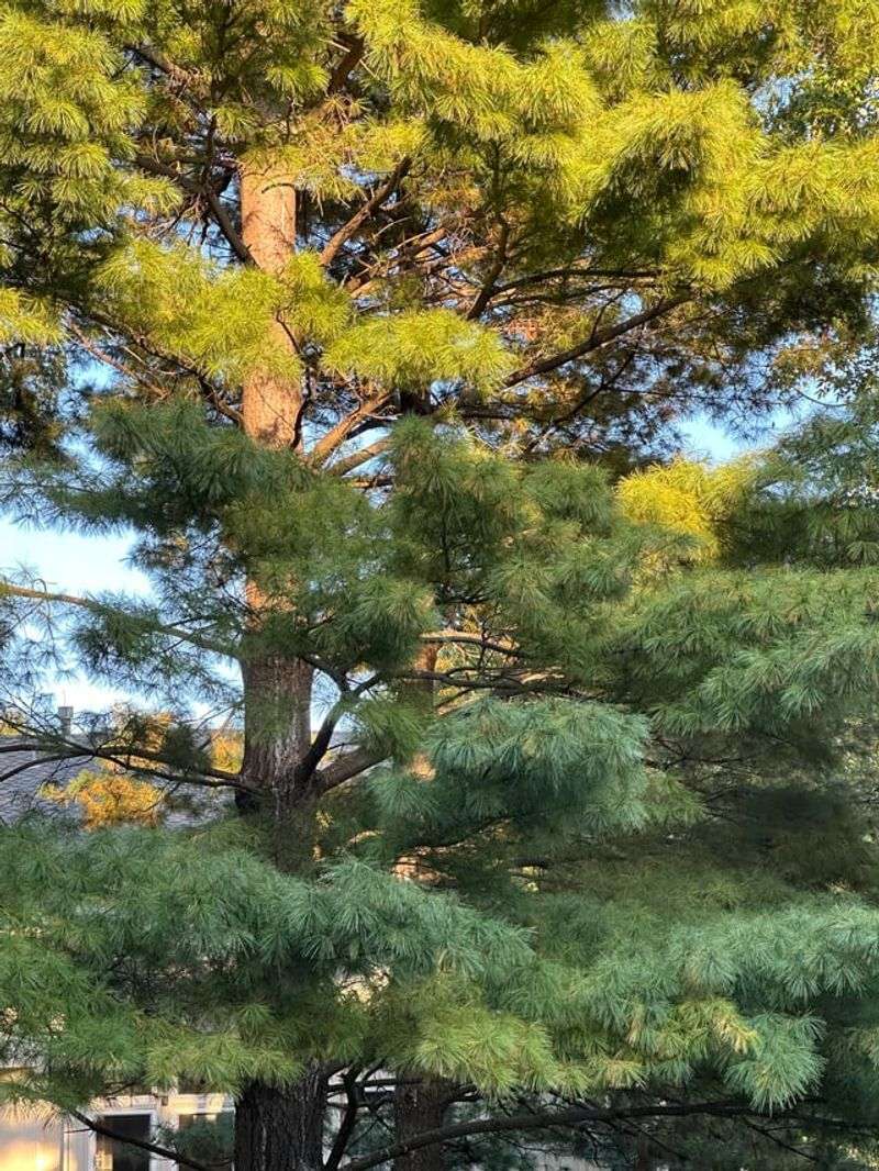 Choose White Pine For Larger Privacy Choose White Pine For Larger Privacy