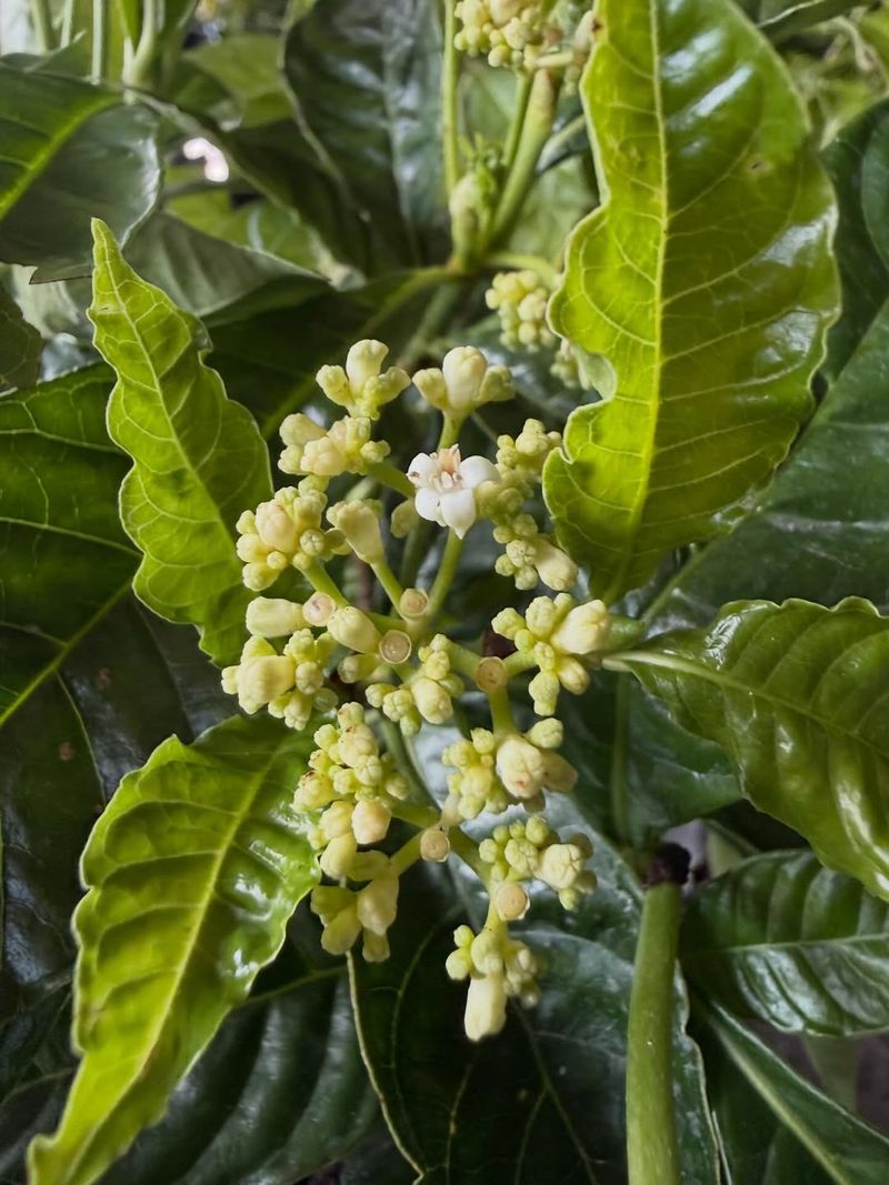 Choose Wild Coffee For Glossy Shade Texture And Red Fruit