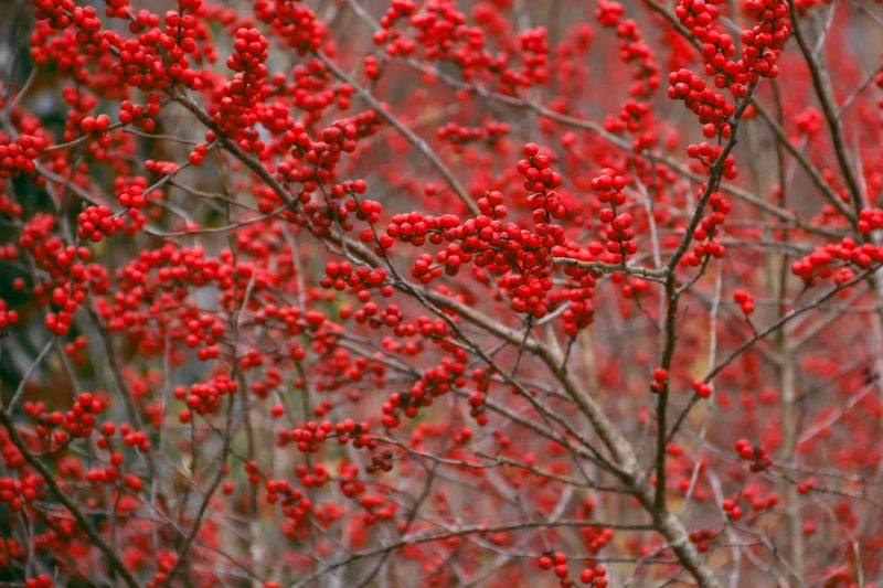Choose Winterberry For Bright Color After Leaves Drop Choose Winterberry For Bright Color After Leaves Drop