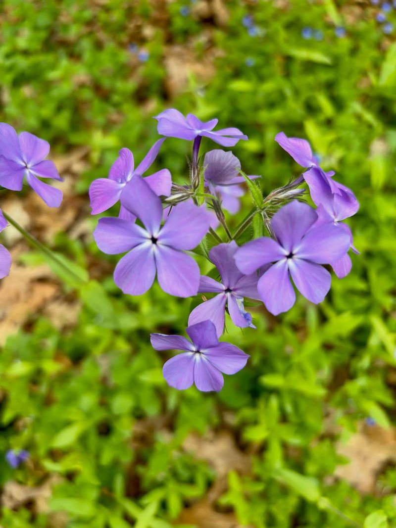 Choose Woodland Phlox When Hostas Feel Too Predictable