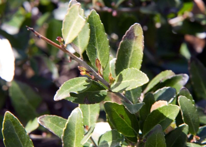 Choose Yaupon Holly For Caffeinated Leaves In Shade Choose Yaupon Holly For Caffeinated Leaves In Shade