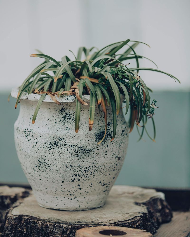 Choosing Containers Without Enough Drainage