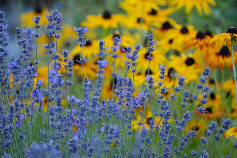 Choosing Drought-Tolerant Natives Like Black-Eyed Susan And Salvia Choosing Drought-Tolerant Natives Like Black-Eyed Susan And Salvia