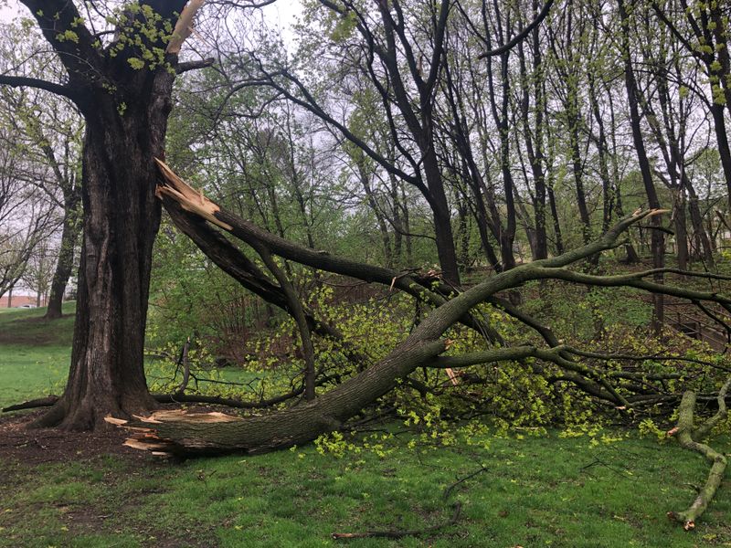 Choosing Fast-Growing Trees With Weak Structure