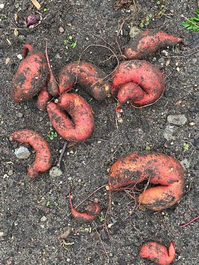 Choosing Heavy Or Poorly Drained Soil Choosing Heavy Or Poorly Drained Soil
