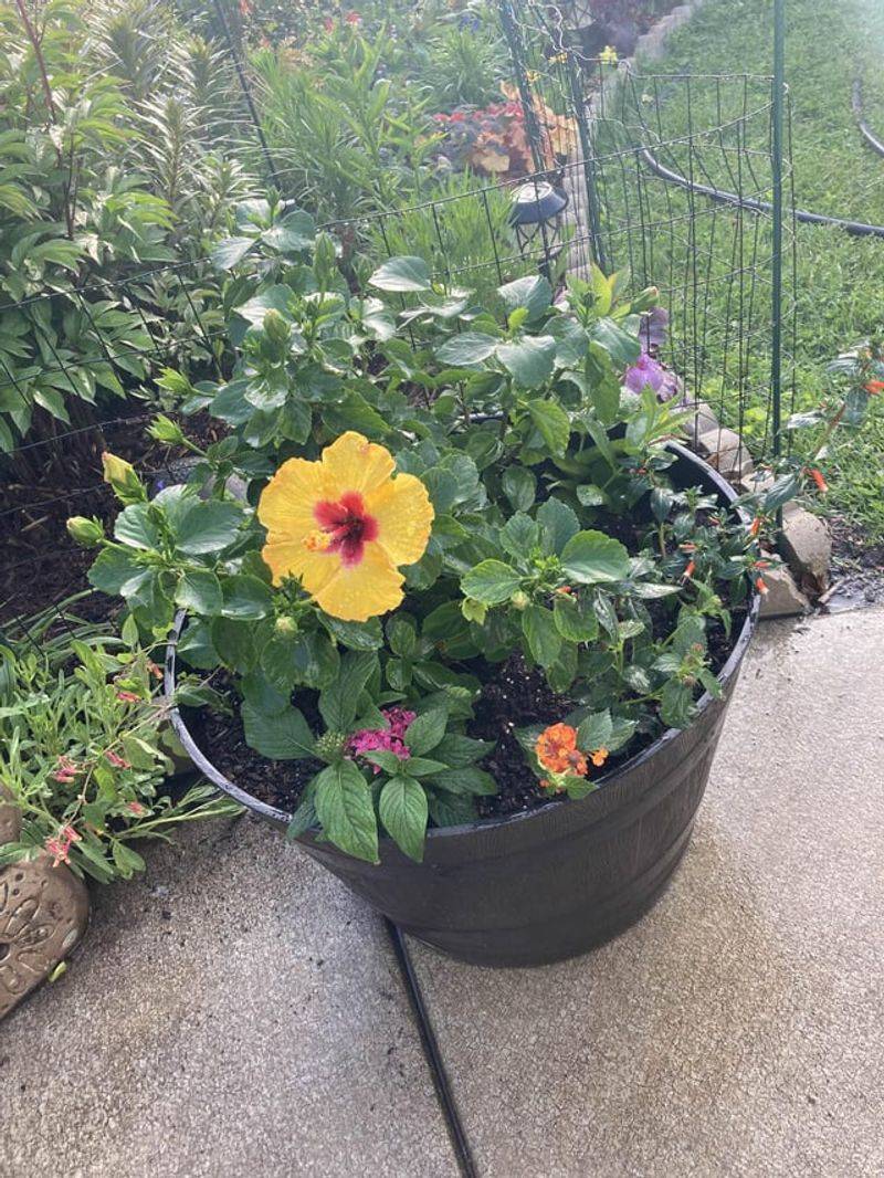 Choosing Heavy Soil For Garden Containers