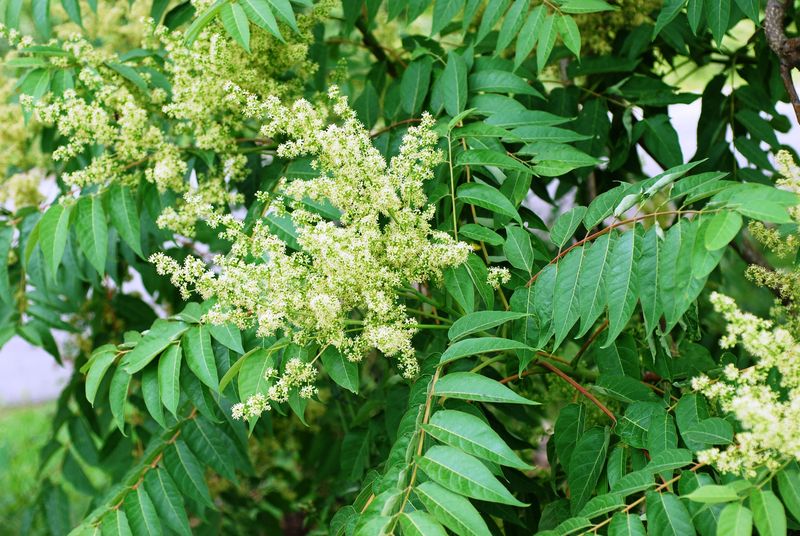 Choosing Invasive Plants That Crowd Out Better Habitat Choosing Invasive Plants That Crowd Out Better Habitat