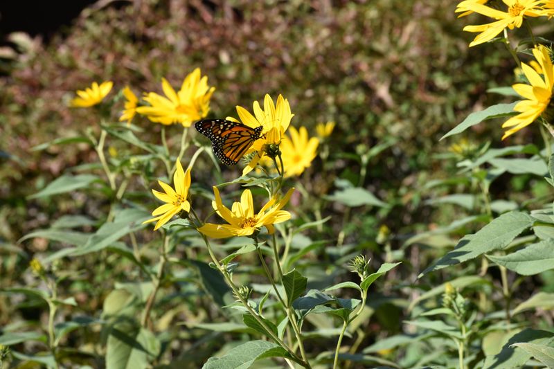 Choosing Native Plants Protects Local Ecosystems