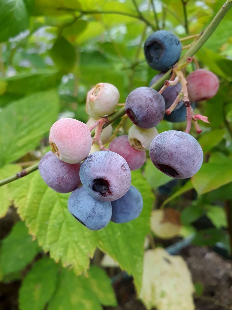 Choosing Northern Highbush Varieties In A Southern Climate