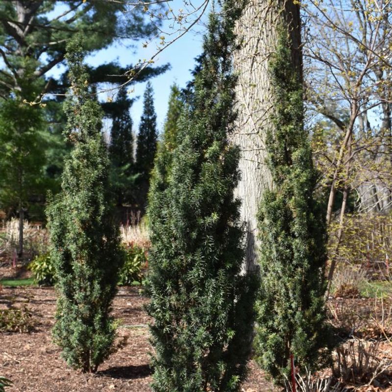 Choosing Plants From Unverified Tolerant Lists Choosing Plants From Unverified Tolerant Lists