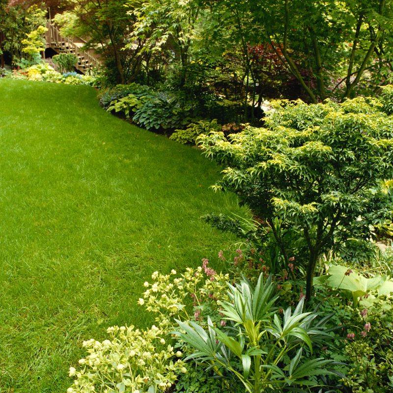 Choosing Plants That Outgrow The Space