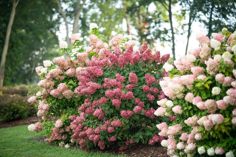 Choosing The Wrong Hydrangea For The Site Choosing The Wrong Hydrangea For The Site