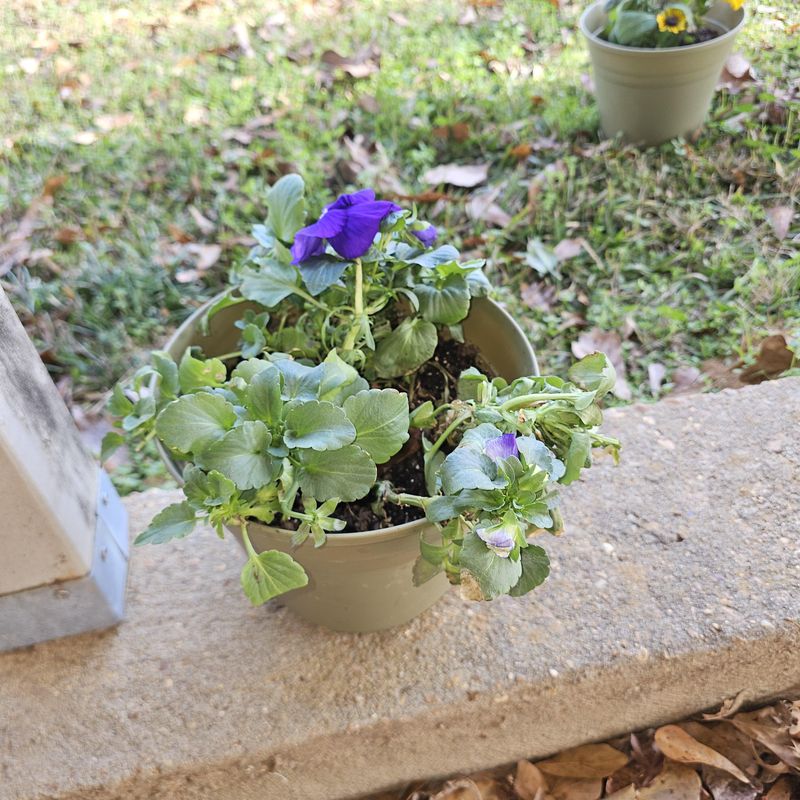 Choosing Tiny Pots Sets Summer Roots Up For Stress