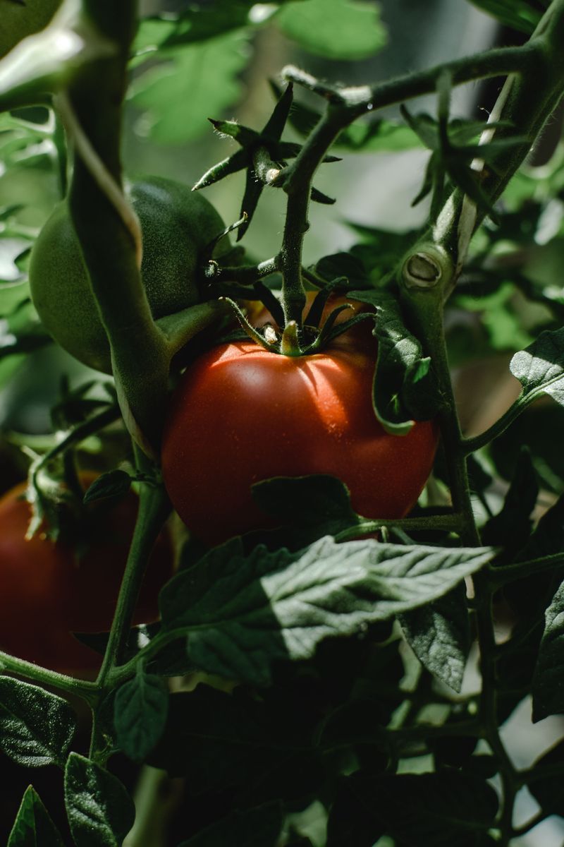 Choosing Varieties Not Built For Tennessee Summers