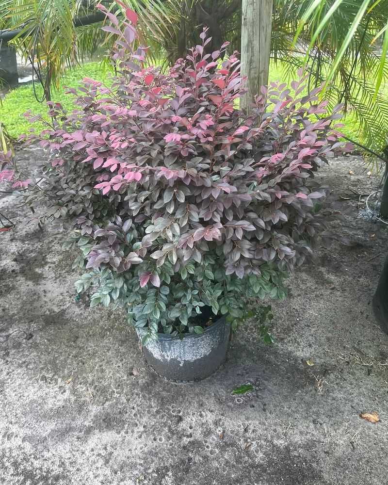 Choosing Wrong Cultivars Choosing Wrong Cultivars