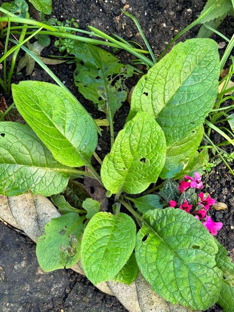 Chopped Leaves Can Boost Mulch