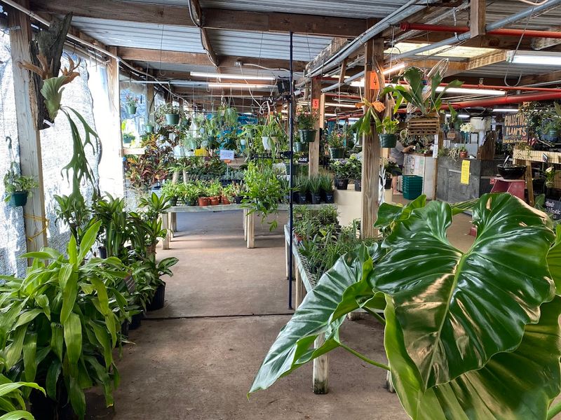 Christine's Tropical And Exotic Plants Gives Tampa Bay Collectors A Tropical Stop