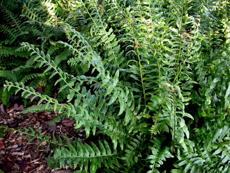 Christmas Fern Christmas Fern