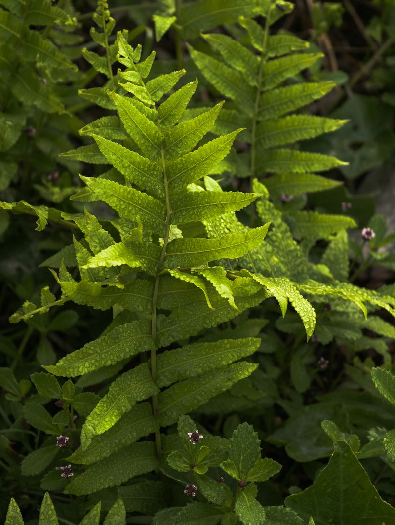 Christmas Fern Christmas Fern