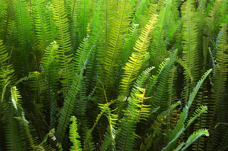 Christmas Fern Christmas Fern