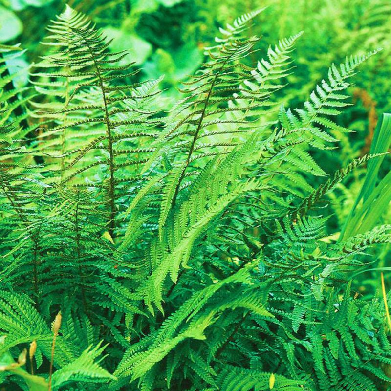 Christmas Fern Covers Slopes With Texture Christmas Fern Covers Slopes With Texture
