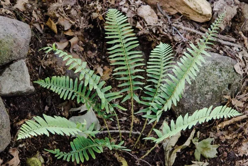 Christmas Fern Holds Texture On Shaded Banks