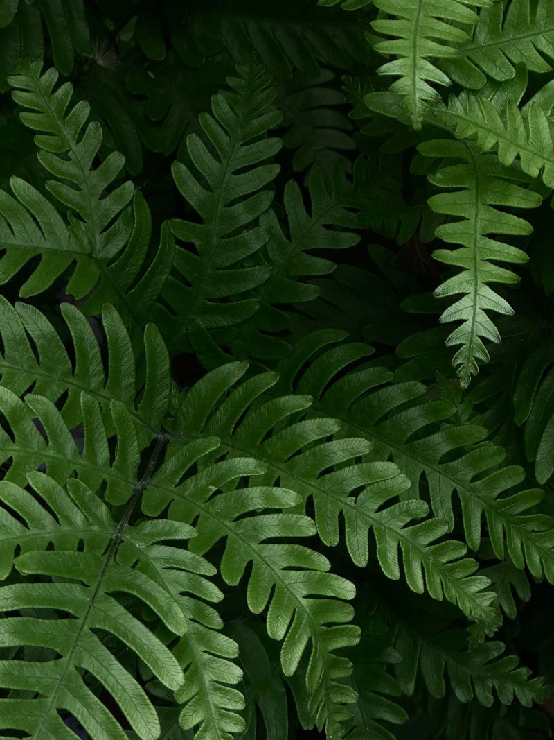 Christmas Fern (Polystichum Acrostichoides)