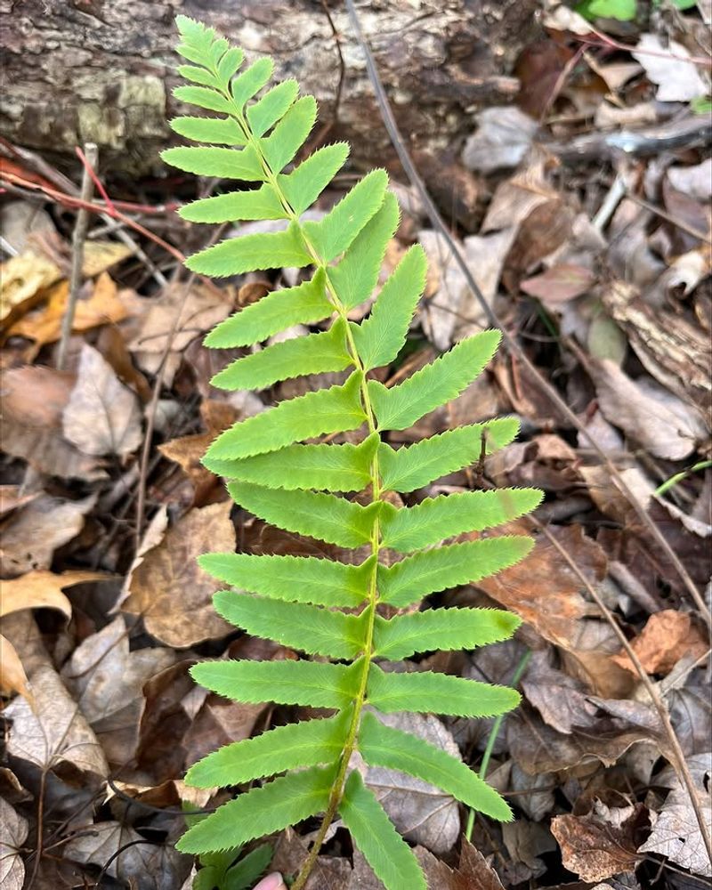 Christmas Fern (Polystichum Acrostichoides) Christmas Fern (Polystichum Acrostichoides)