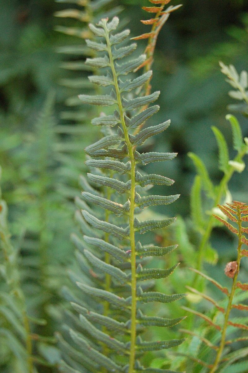 Christmas Fern (Polystichum Acrostichoides) Christmas Fern (Polystichum Acrostichoides)