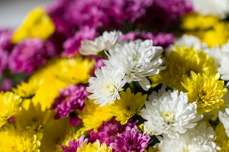 Chrysanthemums Are Pretty To You And Uninviting To Rats