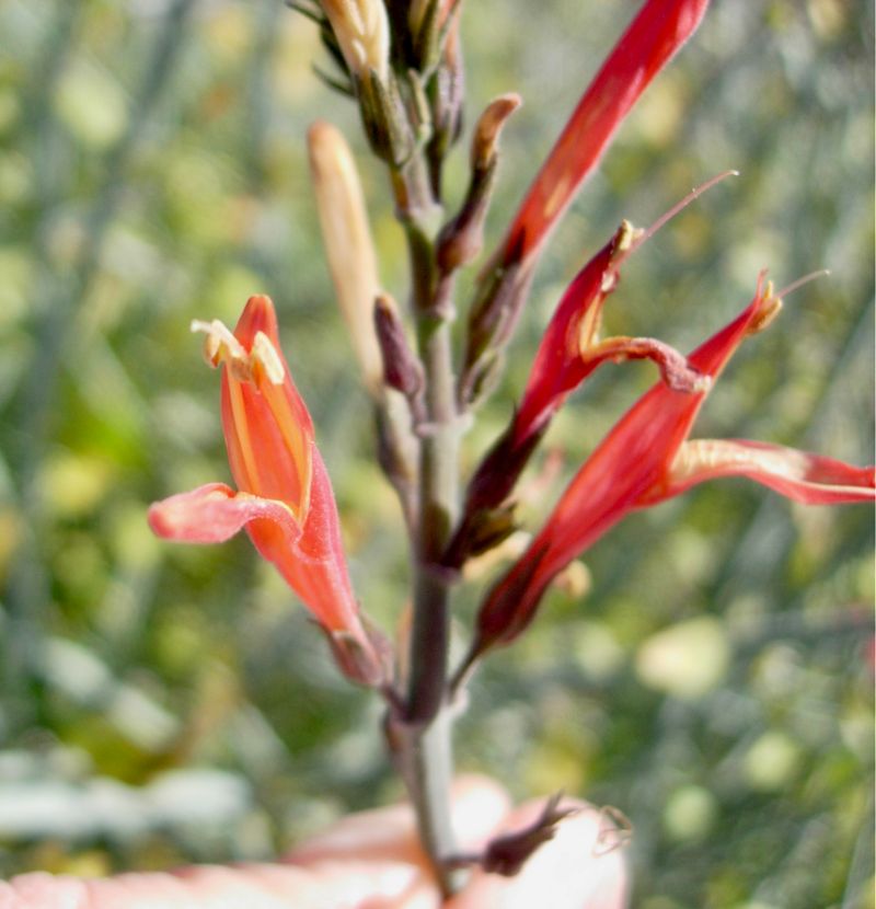 Chuparosa Attracts Hummingbirds All Season Chuparosa Attracts Hummingbirds All Season