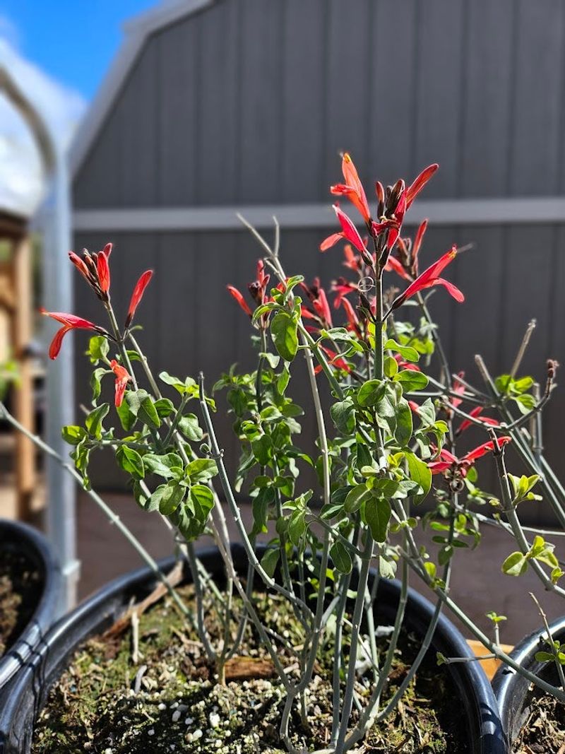 Chuparosa Benefits From Afternoon Shade In Hot Climates