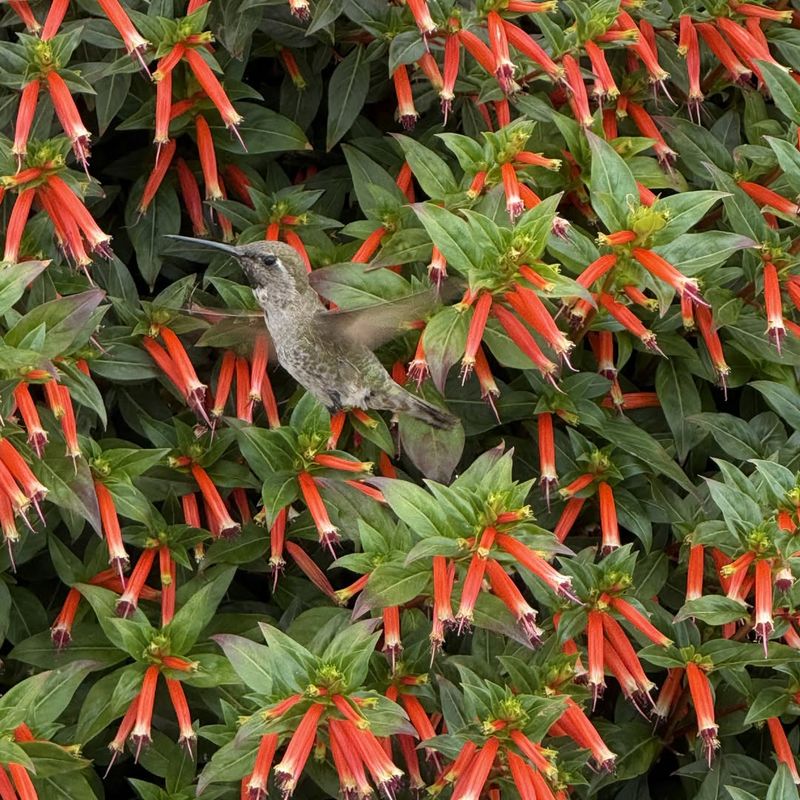 Chuparosa Fills Sunny Spaces With Hummingbird Color