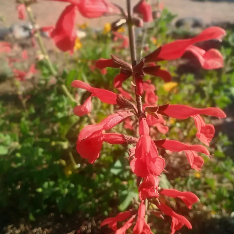 Chuparosa Fills The Yard With Seasonal Color
