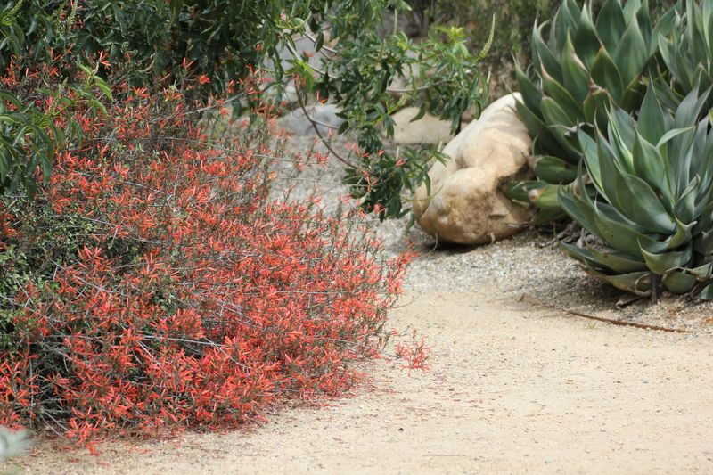 Chuparosa Looks Better As Moisture Returns