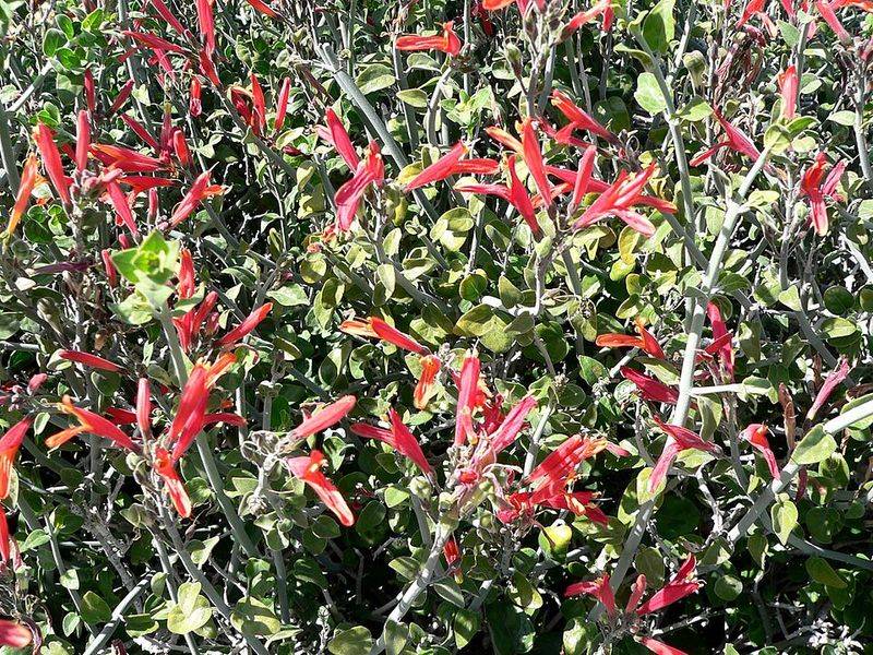 Chuparosa Produces Dense Growth With Minimal Water