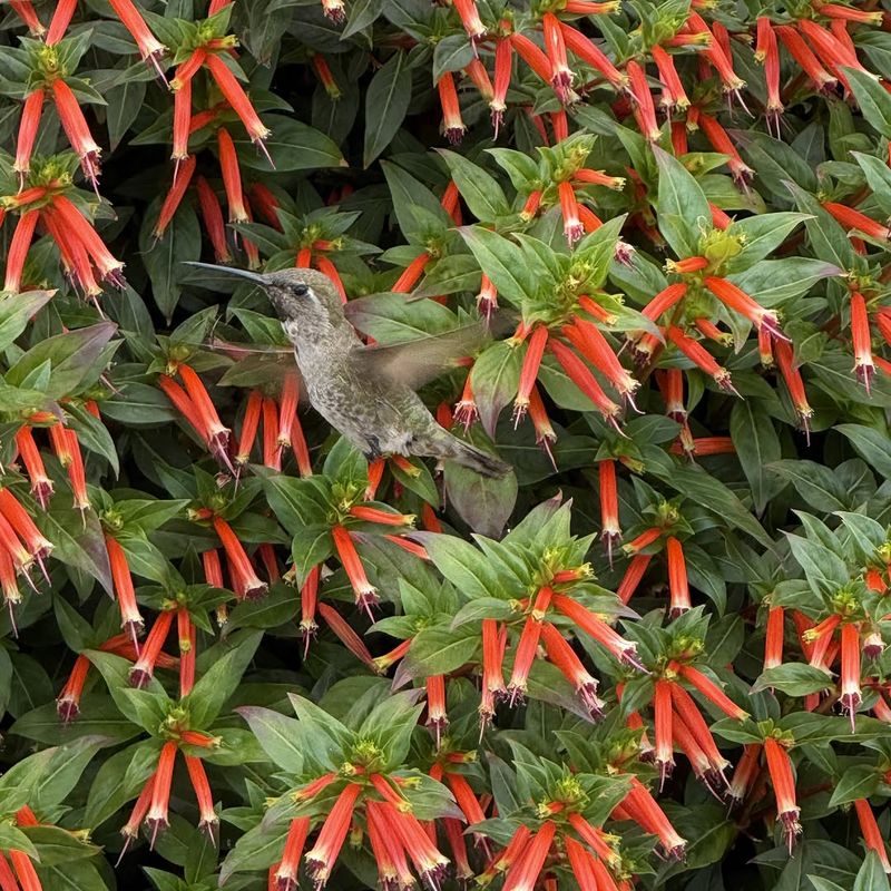 Chuparosa Provides Nectar During Dry Spells Chuparosa Provides Nectar During Dry Spells