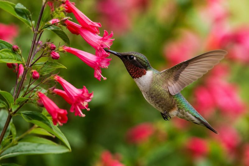 Chuparosa Returns With Hummingbird Color Chuparosa Returns With Hummingbird Color