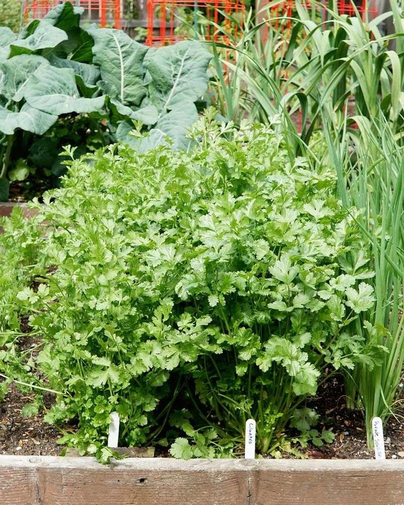 Cilantro Bolts Later But Germinates Fast In Cool Ground Cilantro Bolts Later But Germinates Fast In Cool Ground