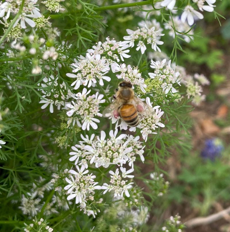 Cilantro Flowers Bring In Tiny Pest-Eating Wasps