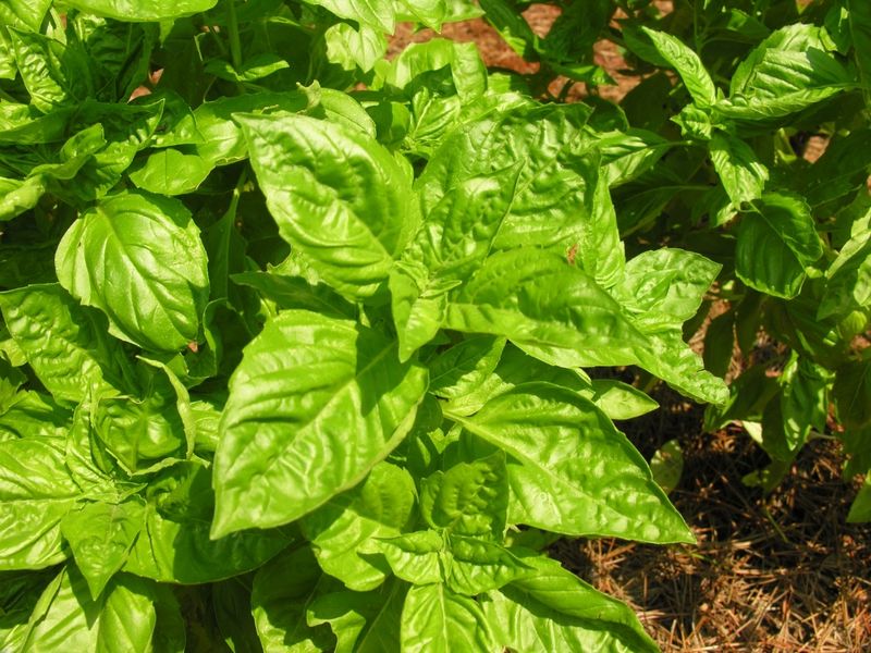 Cilantro - Grow Basil Instead Cilantro - Grow Basil Instead