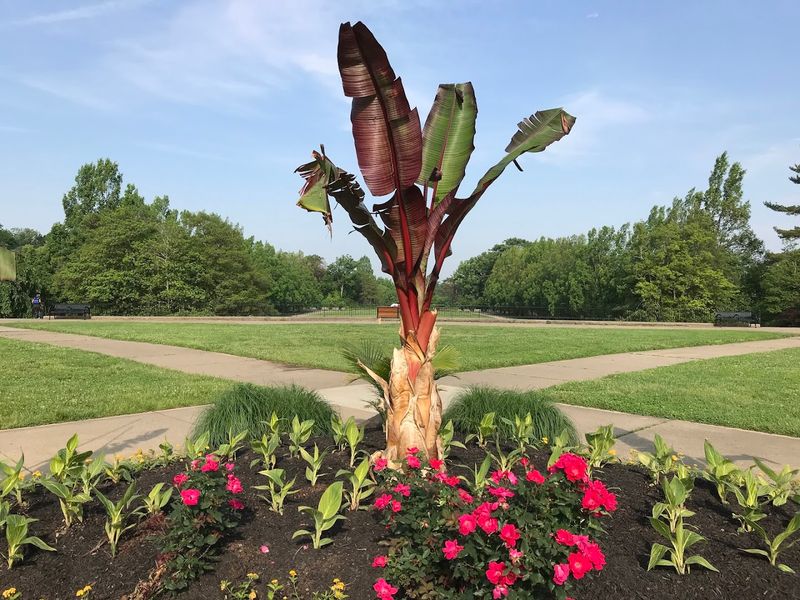 Cincinnati's Ault Park Rose Garden Has Been Earning Its Reputation For Generations