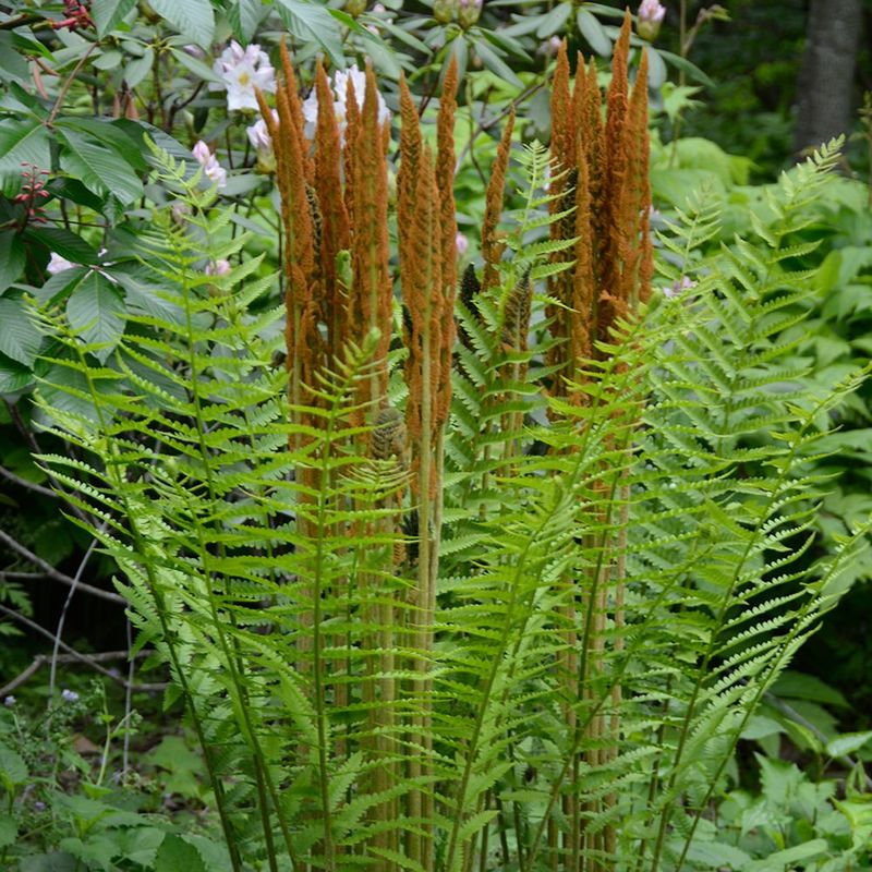 Cinnamon Fern Provides Cool Shelter Near The Ground