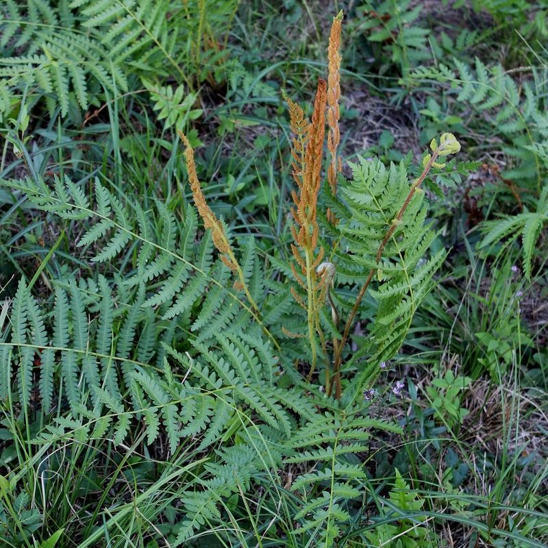 Cinnamon Fern Thrives In Wet Shade Cinnamon Fern Thrives In Wet Shade