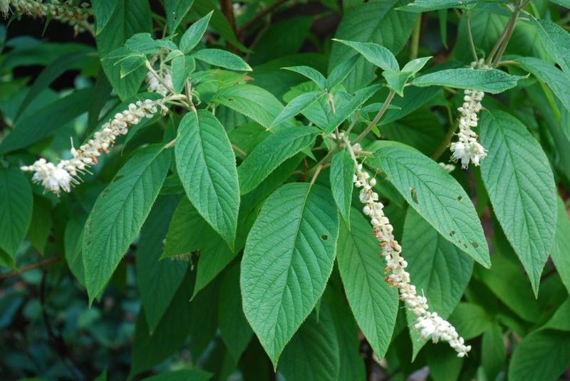 Cinnamonbark Clethra Cinnamonbark Clethra